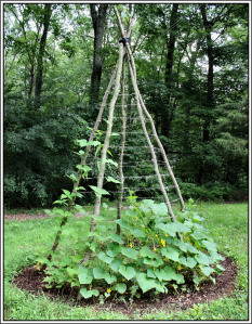 Wood Trellis