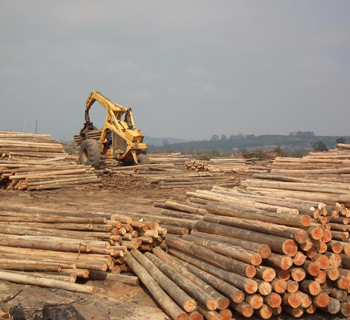 Poles and timber wholesaler