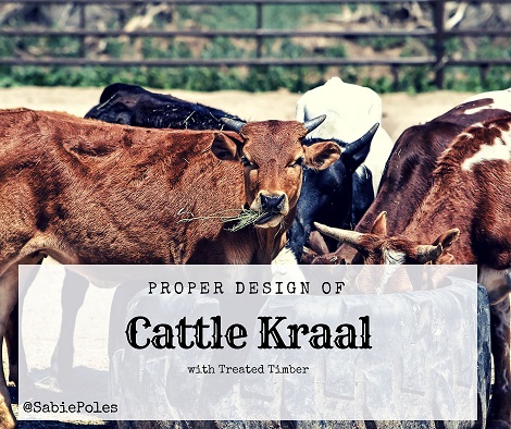 Cattle Kraal Cattle Kraal Design