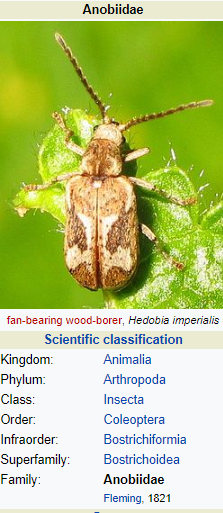 The Anobiid Borer