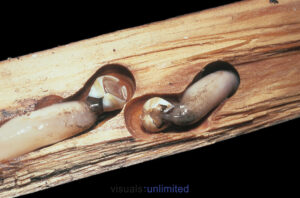 Wood Shipworms