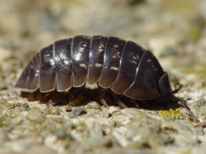 That is the terrestrial isopod known as "Woodlouse" plural woodlice.
