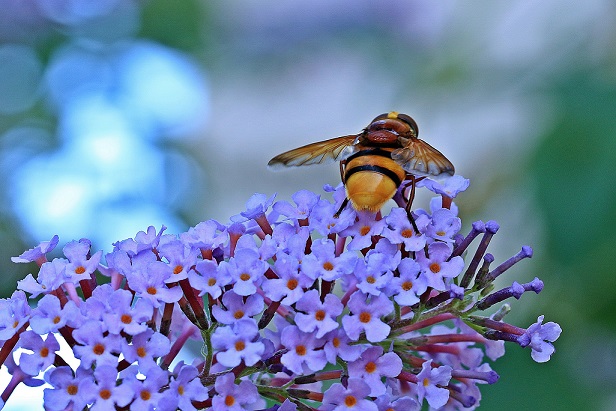 MAcadamia Pollination