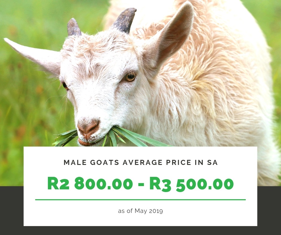 male goat average price in South Africa