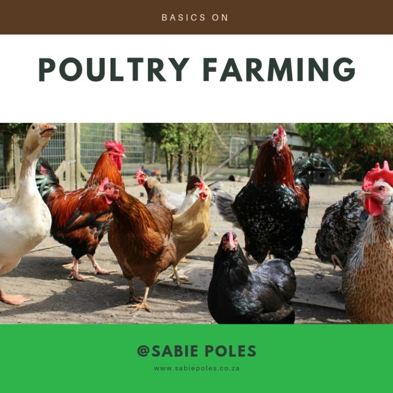 Basics on poultry farming
