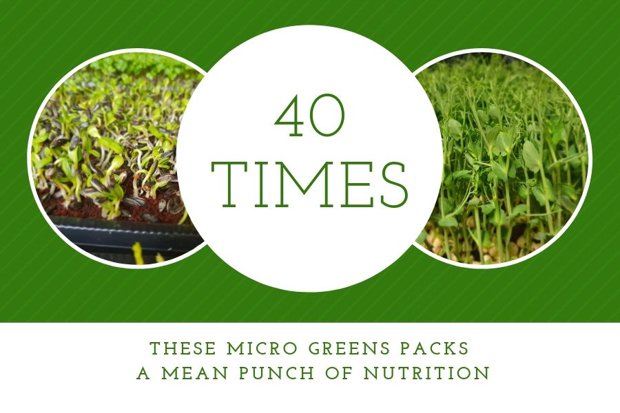 These micro greens pack a mean punch of nutrition.