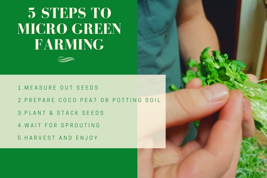 5 Steps to micro green farming