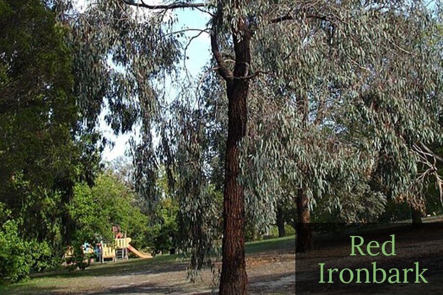 Red Ironbark
