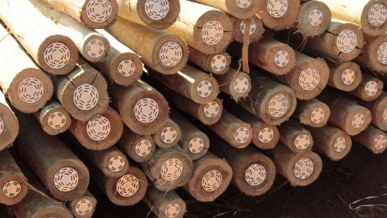 Wooden Poles