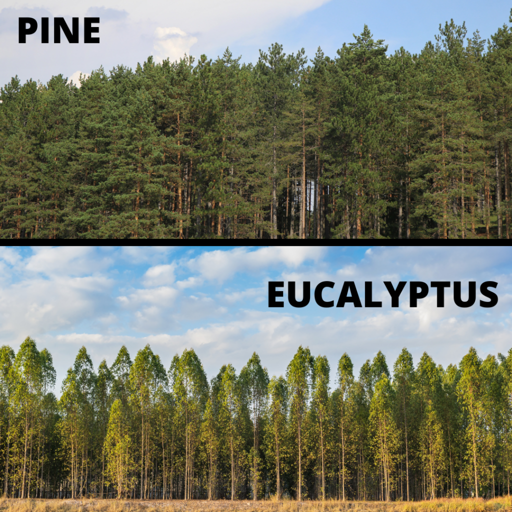 Sustainable forestry principles