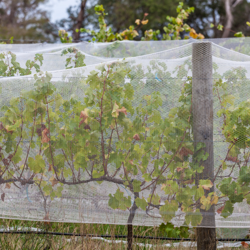 orchards covered with bird netting.